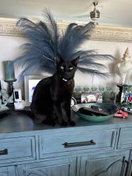 Reunited Male Cat last seen Port Chicago hwy and ranchito, Concord, CA 94520