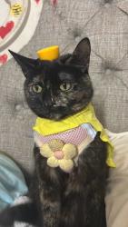 Lost Female Cat last seen Near S La Cadena , Colton, CA 92324
