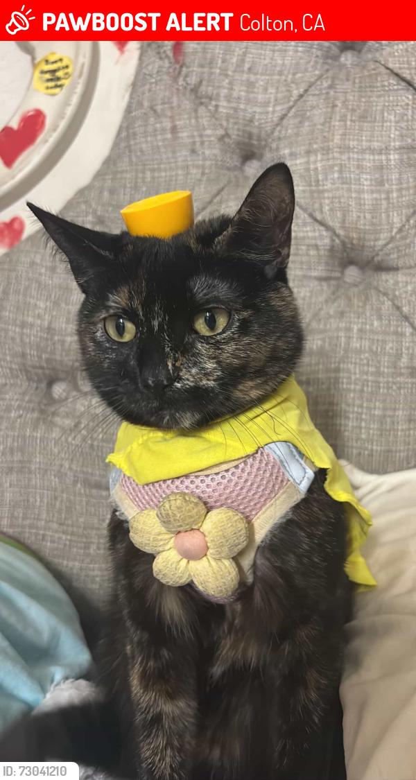 Lost Female Cat last seen Near S La Cadena , Colton, CA 92324
