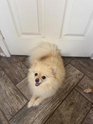 Reunited Female Dog last seen Mission George rd , San Diego, CA 92120