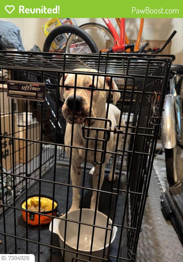 Reunited Female Dog last seen Beach Blvd and Adams St, Huntington Beach, CA 92648