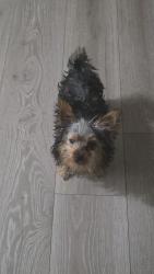 Lost Male Dog last seen Near Skaggs Cir Sun Valley, NV 89433 Estados Unidos, Sun Valley, NV 89433