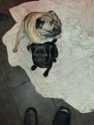 Found/Stray Male Dog last seen Hopkins & Greenbay Rd, Richmond, VA 23234