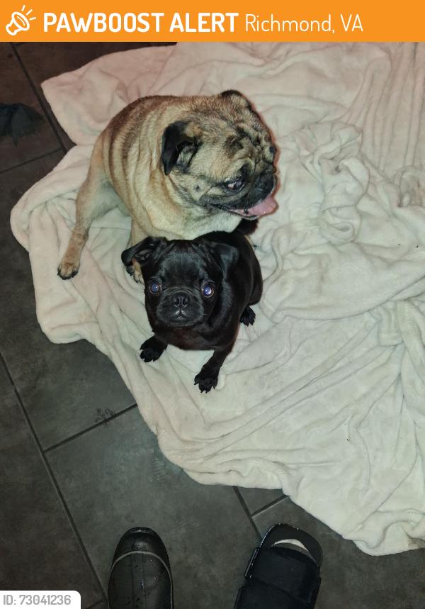 Found/Stray Male Dog last seen Hopkins & Greenbay Rd, Richmond, VA 23234