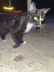 Found/Stray Male Cat last seen Tractor supply, Batesburg-Leesville, SC 29006