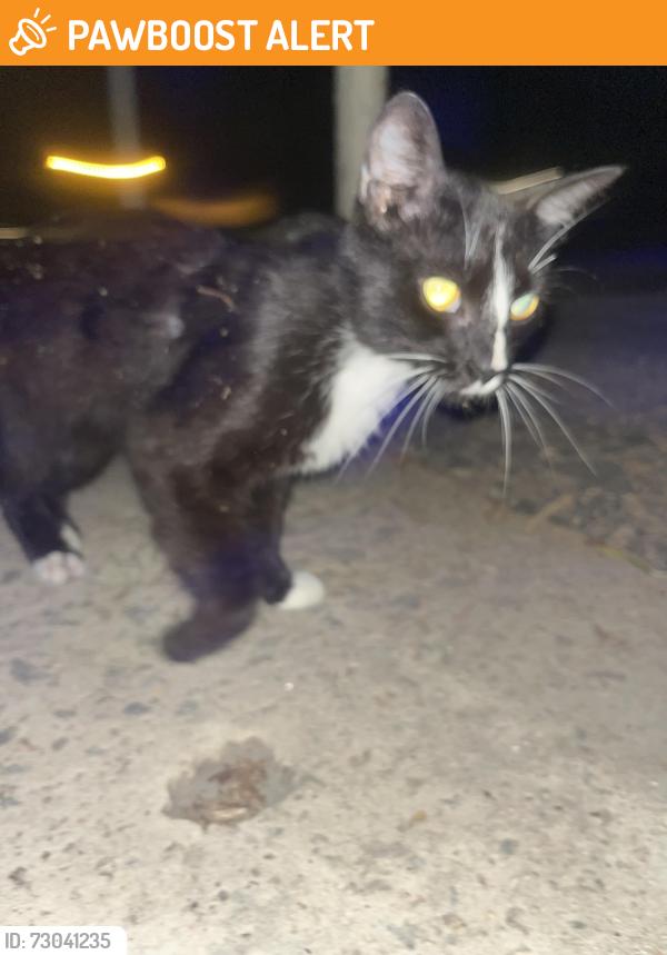 Found/Stray Male Cat last seen Tractor supply, Batesburg-Leesville, SC 29006