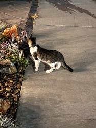 Found/Stray Unknown Cat last seen 153rd St and Harvard Blvd, Gardena, CA 90247
