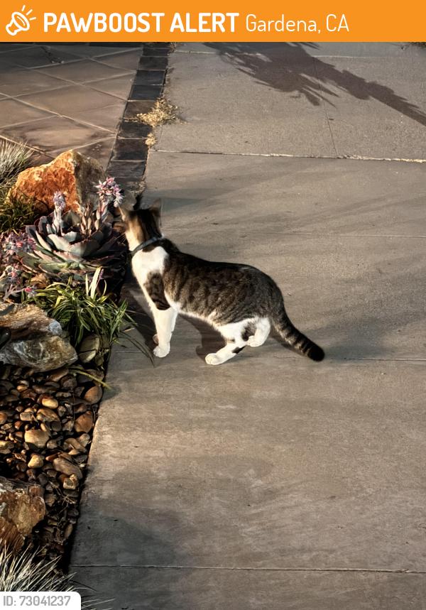 Found/Stray Unknown Cat last seen 153rd St and Harvard Blvd, Gardena, CA 90247