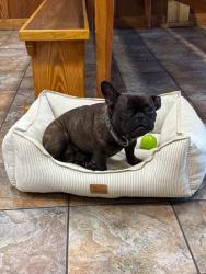 Found/Stray Female Dog last seen Main & 108th LOS ANGELES CA , Los Angeles, CA 90061
