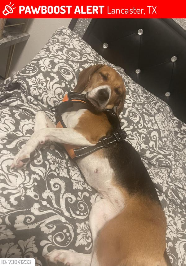 Lost Female Dog last seen Near Enchanted Ln, Lancaster, TX 75146, Lancaster, TX 75146
