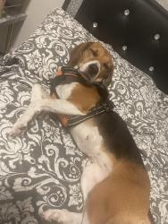 Lost Female Dog last seen Near Enchanted Ln, Lancaster, TX 75146, Lancaster, TX 75146