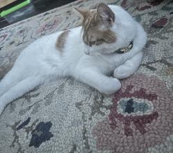 Reunited Male Cat last seen Aldersbrook Road, Greater London, England 