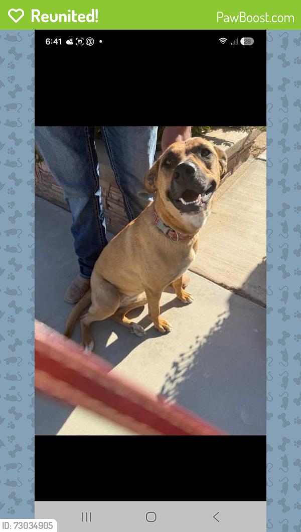 Reunited Female Dog last seen Caughlin and woodcliff , Phelan, CA 92371