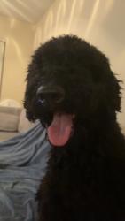 Reunited Unknown Dog last seen forest hill blvd and jog rd, Greenacres, FL 33413