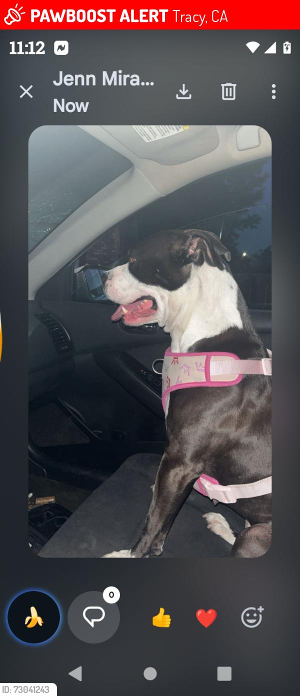 Lost Female Dog last seen Bessie ave, Tracy, CA 95376