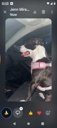Lost Female Dog last seen Bessie ave, Tracy, CA 95376