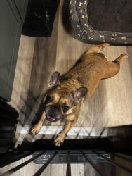 Found/Stray Female Dog last seen near 400 exit, Gainesville, GA 30504