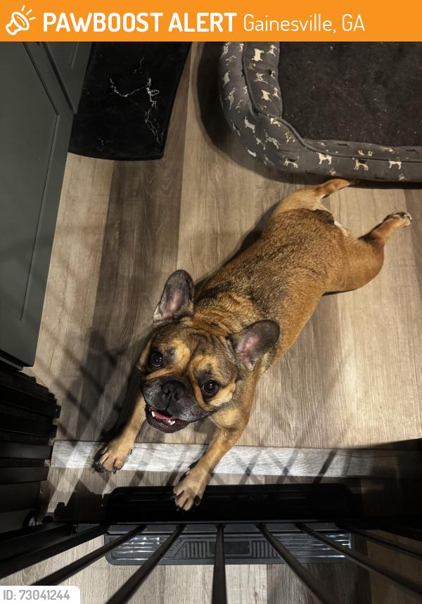 Found/Stray Female Dog last seen near 400 exit, Gainesville, GA 30504