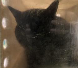 Shelter Stray Male Cat last seen , 1850 W 60th St, Los Angeles, CA 90047, USA