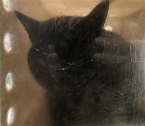 Shelter Stray Male Cat last seen , 1850 W 60th St, Los Angeles, CA 90047, USA