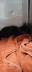 Shelter Stray Male Cat last seen , West Valley Animal Shelter, 20655 Plummer St, Chatsworth, CA 91311, USA