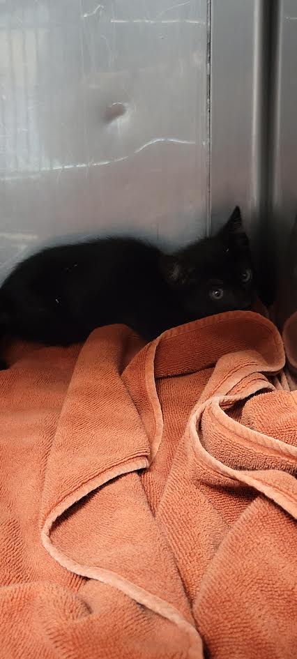 Shelter Stray Male Cat last seen , West Valley Animal Shelter, 20655 Plummer St, Chatsworth, CA 91311, USA