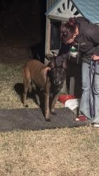 Found/Stray Female Dog last seen Oakbank dr & Mauna loa, Azusa, CA 91702
