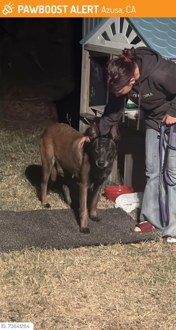 Found/Stray Female Dog last seen Oakbank dr & Mauna loa, Azusa, CA 91702