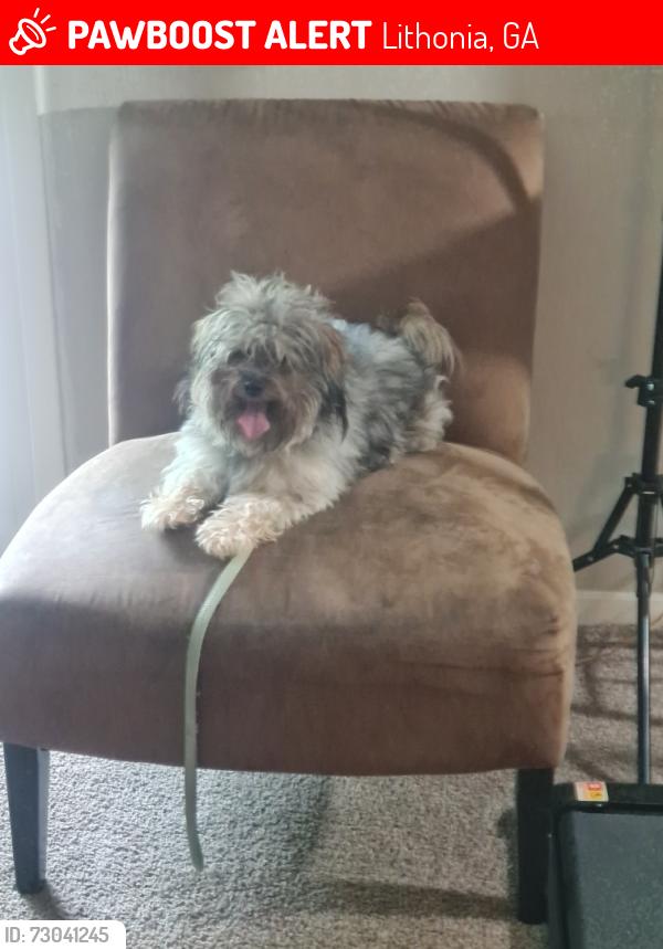 Lost Male Dog last seen Killkenny Circle, Lithonia, GA 30058