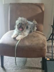 Lost Male Dog last seen Killkenny Circle, Lithonia, GA 30058