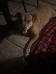 Reunited Male Dog last seen Rio Wrangler, Reno, NV 89521