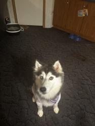 Lost Female Dog last seen near Jim Patterson off of Dixon school rd, Kings Mountain, NC 28086