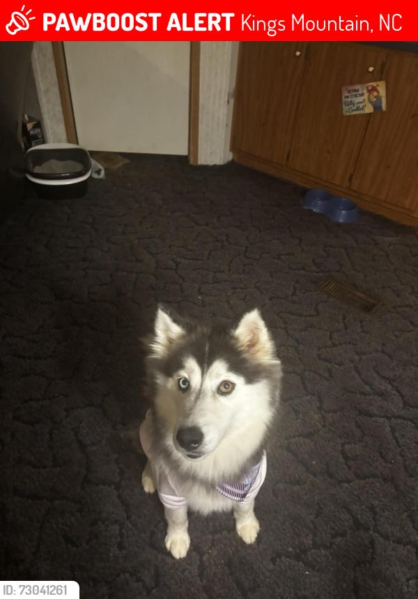 Lost Female Dog last seen near Jim Patterson off of Dixon school rd, Kings Mountain, NC 28086