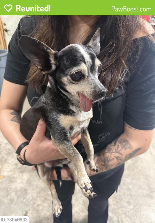 Reunited Male Dog last seen 18th and Bay Rd Menlo Park, Menlo Park, CA 94063