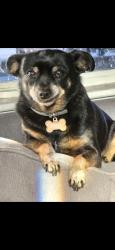 Lost Female Dog last seen J-7 and 3rd st east lancaster, Lancaster, CA 93535