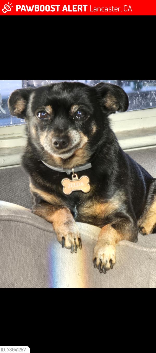 Lost Female Dog last seen J-7 and 3rd st east lancaster, Lancaster, CA 93535