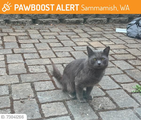 Found/Stray Unknown Cat last seen YMCA Sammamish, Sammamish, WA 98075