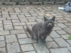 Found/Stray Unknown Cat last seen YMCA Sammamish, Sammamish, WA 98075