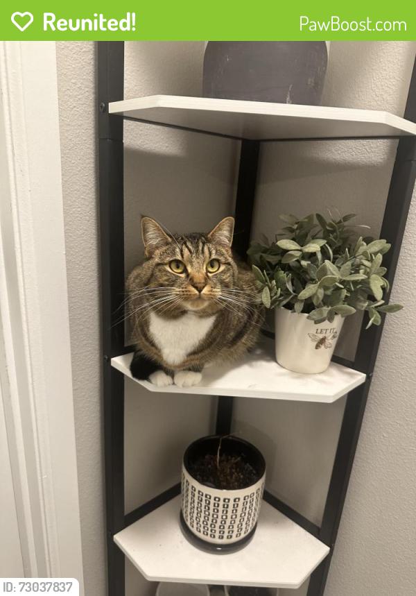 Reunited Female Cat last seen Near sw campus road , Federal Way, WA 98023