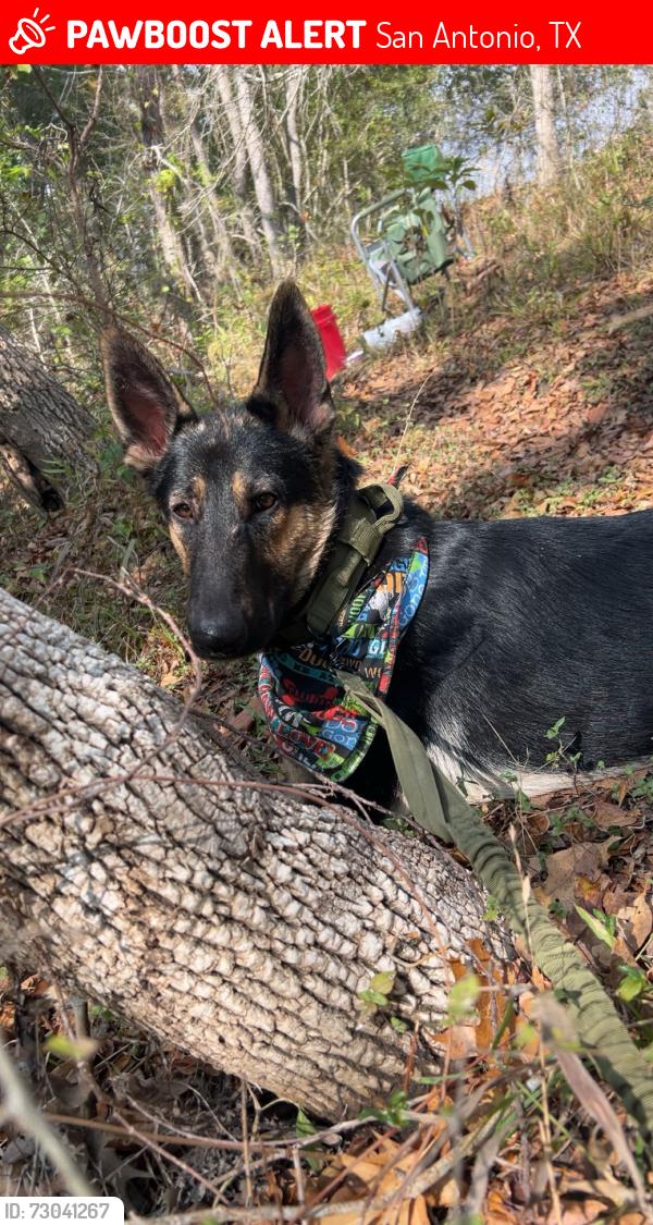Lost Male Dog last seen Tropical dr, kingston, San Antonio, TX 78218
