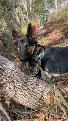 Lost Male Dog last seen Tropical dr, kingston, San Antonio, TX 78218