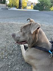 Found/Stray Male Dog last seen 3rd Ave NE between NE 115th & NE 117th, Seattle, WA 98125