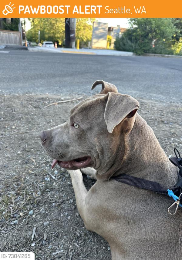 Found/Stray Male Dog last seen 3rd Ave NE between NE 115th & NE 117th, Seattle, WA 98125