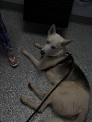 Lost Male Dog last seen Near Jim Patterson off of Dixon school rd, Kings Mountain, NC 28086