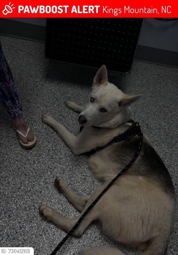 Lost Male Dog last seen Near Jim Patterson off of Dixon school rd, Kings Mountain, NC 28086