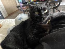 Lost Female Cat last seen Main st across from the bar, Paragon, IN 46166