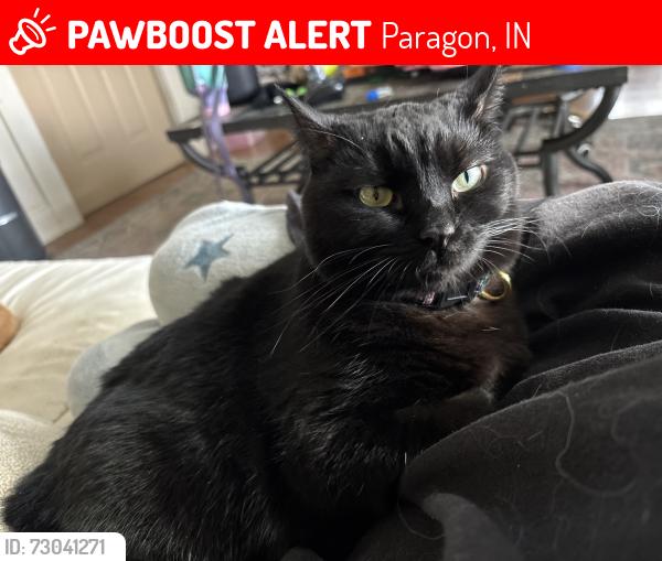 Lost Female Cat last seen Main st across from the bar, Paragon, IN 46166