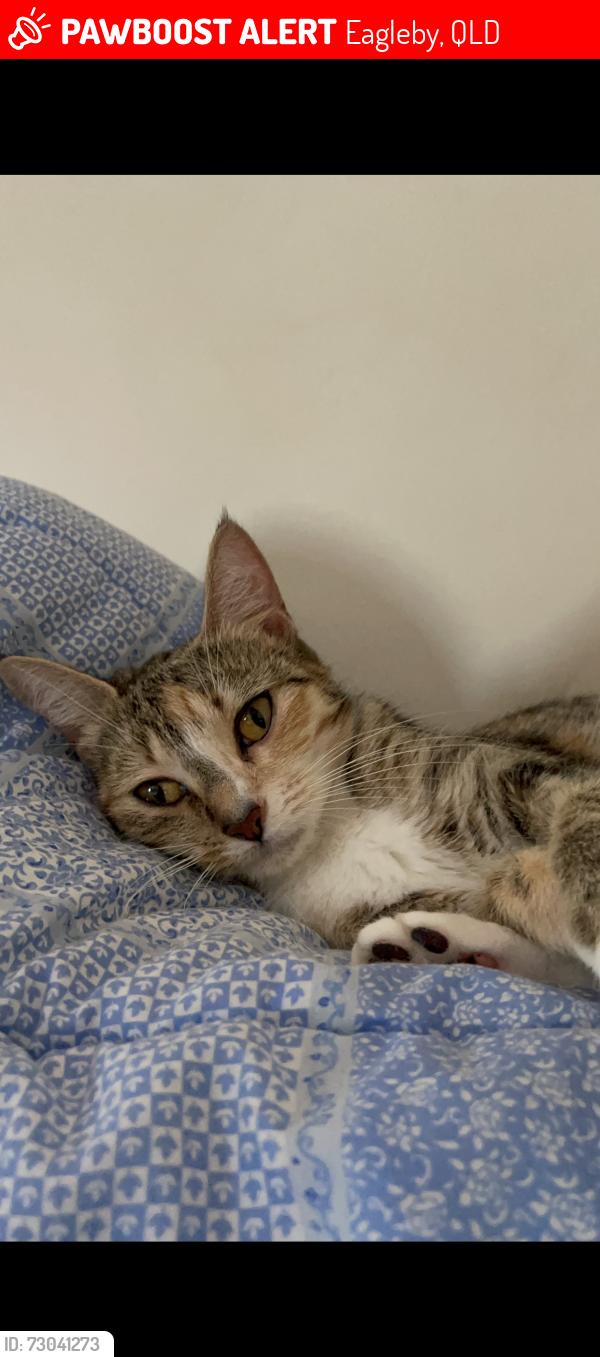 Lost Female Cat last seen By a field, Eagleby, QLD 4207