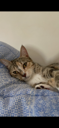 Lost Female Cat last seen By a field, Eagleby, QLD 4207