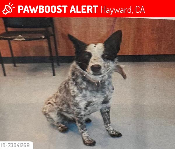 Lost Male Dog last seen Mack st, Winton Ave, Hayward, CA 94545